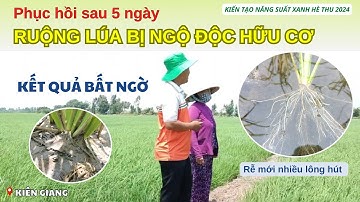 KẾT QUẢ BẤT NGỜ: RUỘNG LÚA BỊ NGỘ ĐỘC HỮU CƠ PHỤC HỒI SAU 5 NGÀY| Rễ nhiều lông hút, chồi to.