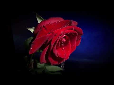 ما أروع قطرات الندى