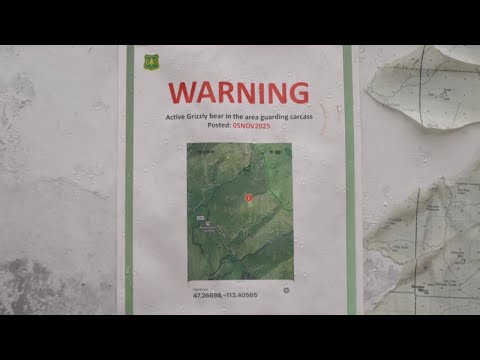 Follow Up 2 Grizzly Bears Killed By Hunters Near Seeley Lake After Encounter