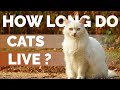 Cat Lifespan On Average ? | How Long Do Cats Live ? の動画、YouTube動画。