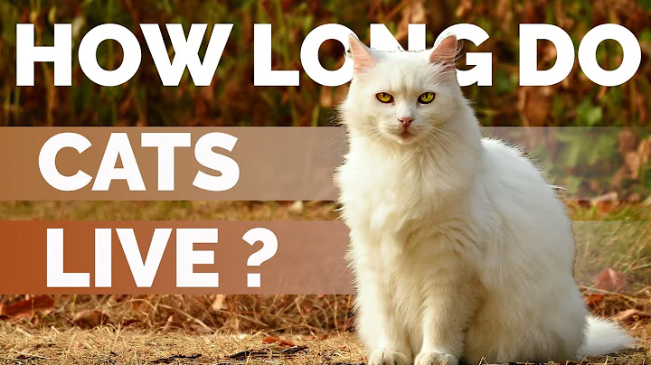 Cat Lifespan On Average ? | How Long Do Cats Live ? - DayDayNews
