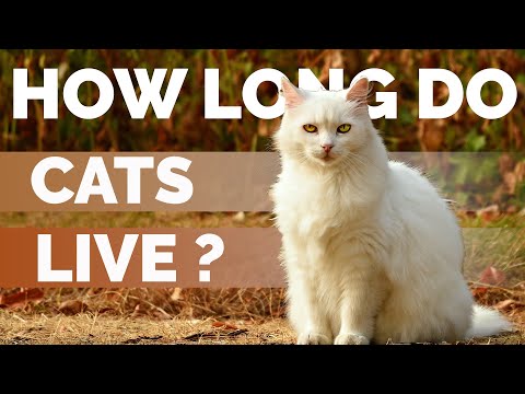 Video: How Many Years Do Cats Live