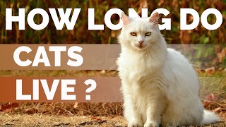 Cat Lifespan On Average ? | How Long Do Cats Live ? by Kitty County 71,628 views 4 years ago 6 minutes, 42 seconds