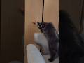 クローゼットの奥が気になるもじゃ