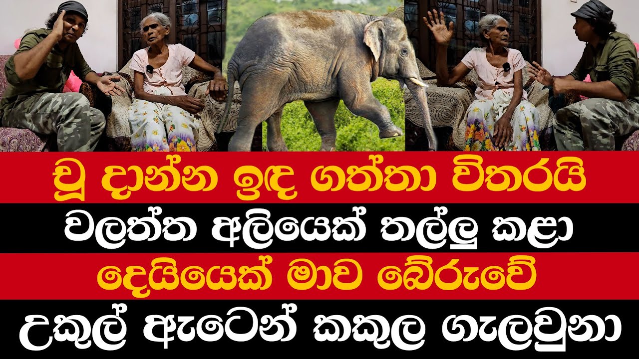 චූ දාන්න ඉඳ ගත්තා විතරයි | වල්ම අලියෙක් මාව තල්ලු කළා | නැගිට්ටානං එතනම ඔබනවා | දෙයියෙක් මාව බේරුවේ