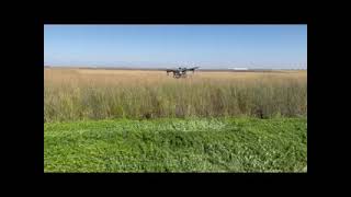 Water primrose aquatic herbicide application