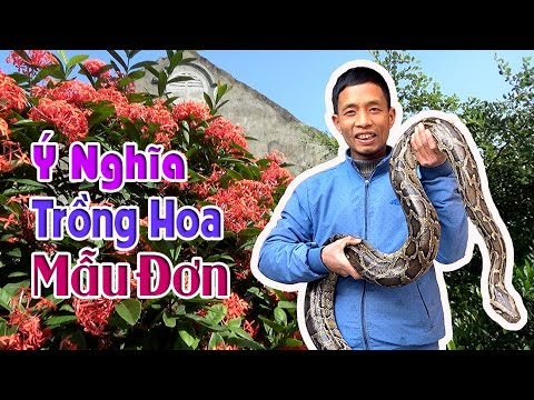 #1 Ý Nghiã Trồng Hoa Mẫu Đơn Ta Cách Chăm Sóc Nhận Biết Và Thú Nuôi Trăn Của Quang Đen Mới Nhất 1 #1 Ý Nghiã Trồng Hoa Mẫu Đơn Ta Cách Chăm Sóc Nhận Biết Và Thú Nuôi Trăn Của Quang Đen Mới Nhất
