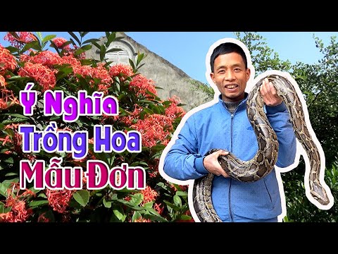 #1 Ý Nghiã Trồng Hoa Mẫu Đơn Ta Cách Chăm Sóc Nhận Biết Và Thú Nuôi Trăn Của Quang Đen Mới Nhất