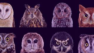 Owl Symbolism