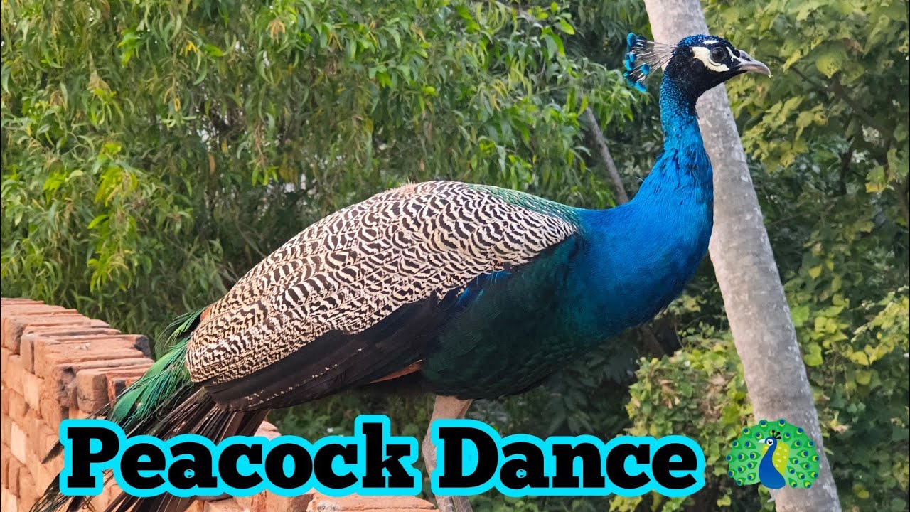 घर में मोर नाचे// Ghare mai moor // peacock 🦚🦚 Dance 