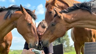 The Herd  retired competition horses living on their 21 hectare farm in France