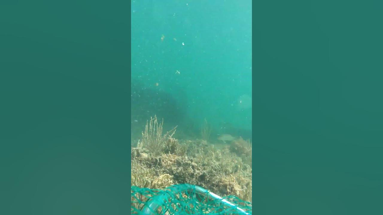 Lobster Diving Thrills in Key West Waters DiveThrills LobsterHunting