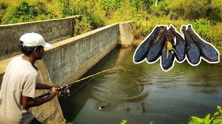 6kg కొర్రమెను చేపలు పట్టాం...||Amazing snakehead hunting