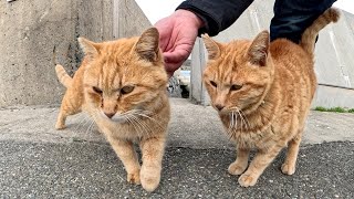 ☆【母ちゃん】虎柄　猫マスクノースリーブ2点　帽子2点☆ ☆【母ちゃん様専用】虎柄 猫マスクノースリーブ2点 帽子2点
