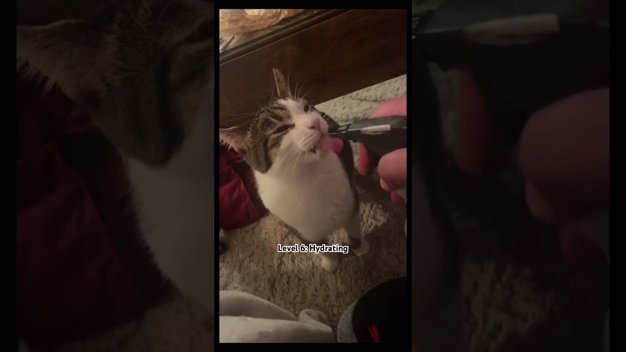 How strange is your cat? #cat #cats #tiktok #fyp #shorts #pets #cute #music #kitten #cutecats