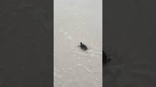Saving sea turtle part 2. #seaturtle