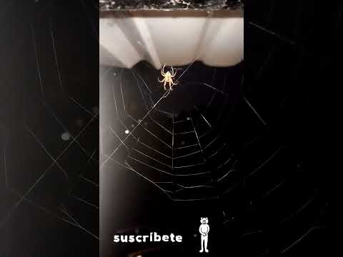Araña vs Polilla