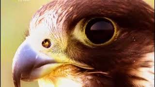 Öldürmeye Programlananlar Yirtici Kuslar