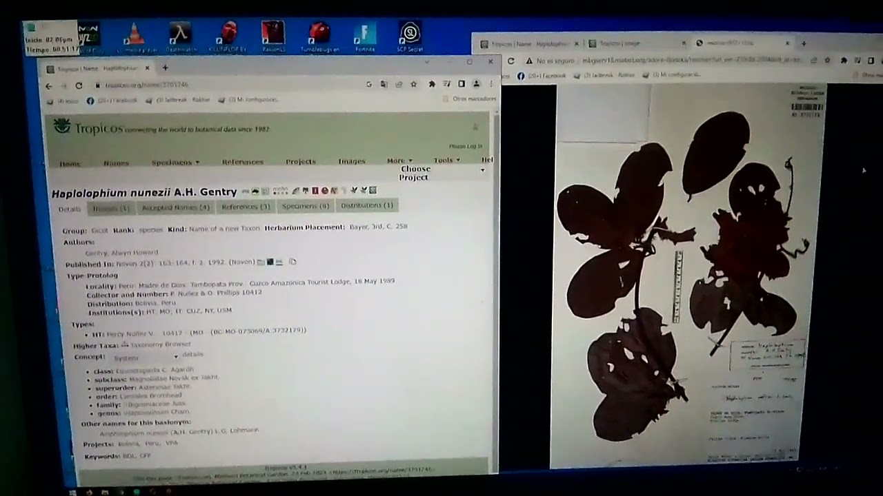 HAPLOLOPHIUM NUNEZII   ALWYN H  GENTRY  BIGNONIACEAE   PERU  BOLIVIA  26 de febrero de 2023