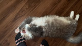 一匹での留守番の後、寂しすぎてパパを後をずっと付いてくる猫　ノルウェージャンフォレストキャット　A lonely cat that follows my dad all the time