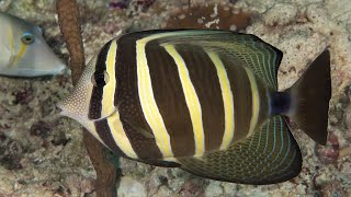 Facts: The Sailfin Tang