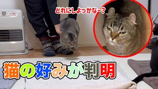 猫は本当にお気に入りのブランケットを選ぶのか?3種類で検証してみた!