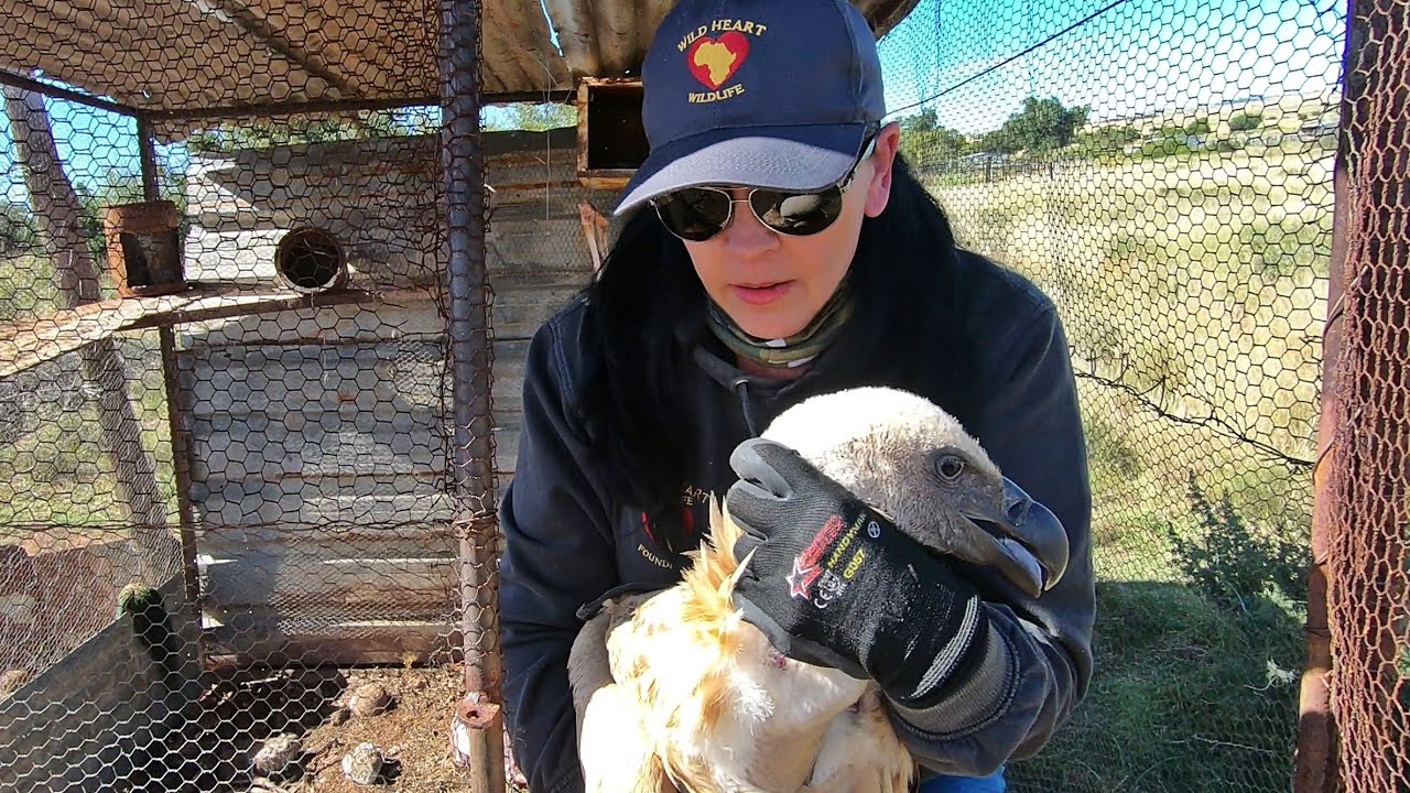 Vulture Rescued with Broken Wing YouTube