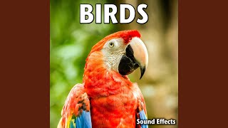 Single Tordo Thrush Bird Chirping screenshot 1