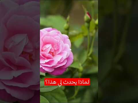 دور الضحية لا يخدم تطورنا تأملات حياتية ابلور الجزائر كلام من ذهب