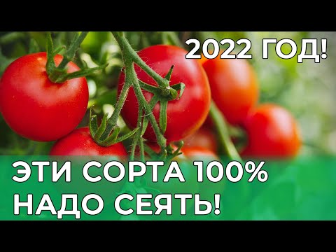 Видео: ЛУЧШИЕ ТОМАТЫ ДЛЯ ОТКРЫТОГО ГРУНТА 2022 год! Посейте ЭТИ урожайные сорта