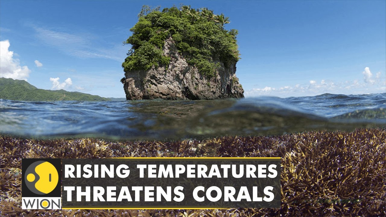 Coral Morphologic promotes marine protection using art | Labs produce colourful films with Corals