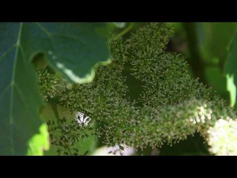 Video: How Grapes Bloom