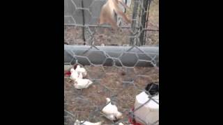 Do chickens smell? YouTube