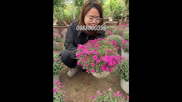 Cúc mâm xôi hàn quốc tết 2024 -0988000395