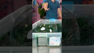 Who Can Make The BIGGEST Slime Bubble