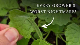 A Flower Grower's Worst Nightmare! | Caterpillars, Greenhouse Updates & New Compost Bins