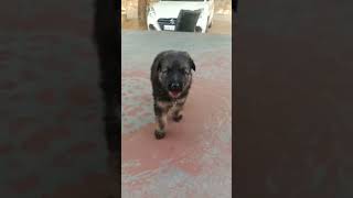 jerman Shepard chote sa bada tak ka safa daklo irjsbbs @#$ ishwnsknwisn kwjsk r