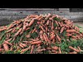 Уборка моркови комбайном ЕМ-11
