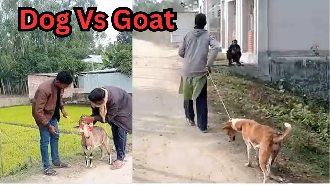 One Small Distraction, One Big Loss | A Goat Theft Story