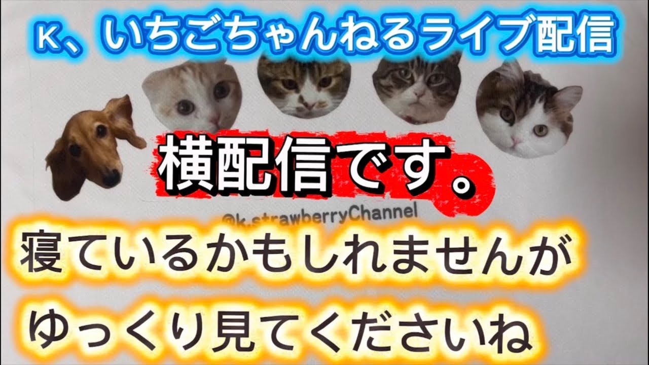 第545回 横配信です、ゆっくり猫たちを見てくださいね