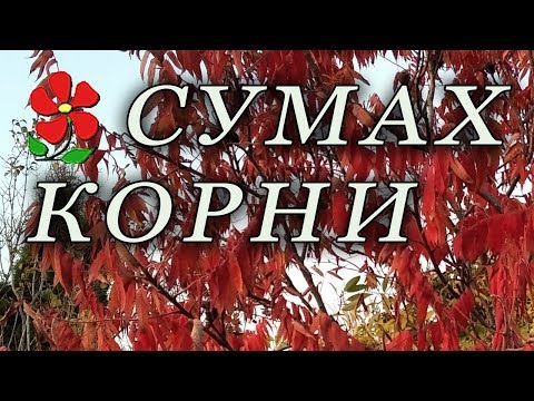 Корневая система растения Сумах.