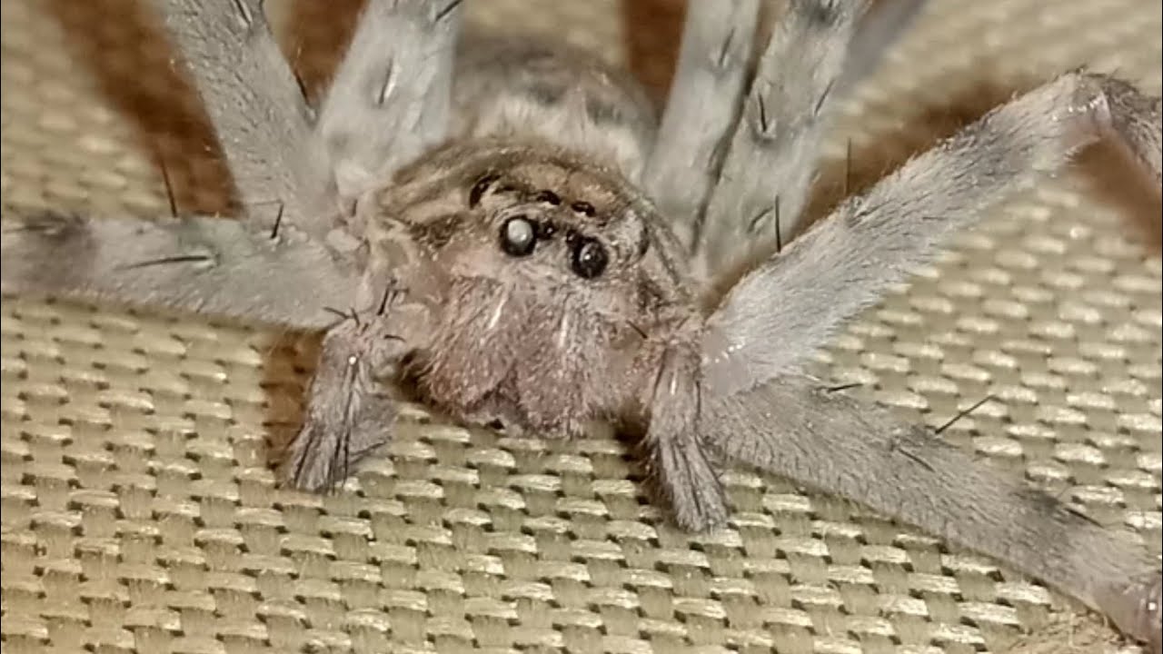 Wolf spider | super hunter spider wolf | wolf spider life