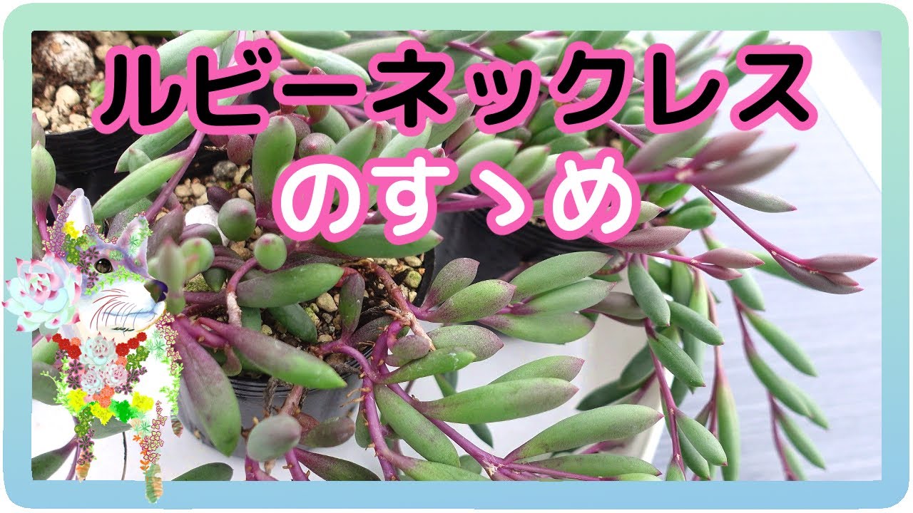 ルビーネックレスのすゝめ【ガーデニング 花相】【多肉植物生産者