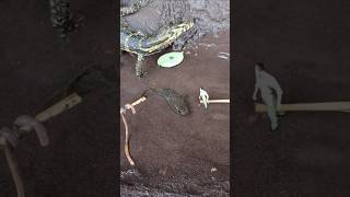 Channa fish catching - SNAKEHEAD FISH #shorts #fish #channa #viralvideo