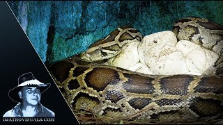 Incubating Python Covers Eggs 01