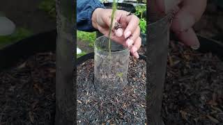 Simple Tomato Hack for Strong Roots &amp; Support 🍅🌱