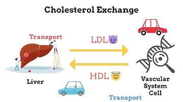 The  LDL and HDL Cholesterol secret