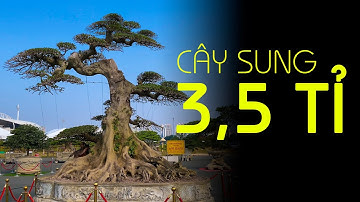 3,5 Tỉ 1 cây Sung cực khủng và hàng loạt những tác phẩm độc đáo đang có mặt ở đường đua F1 "hụt"