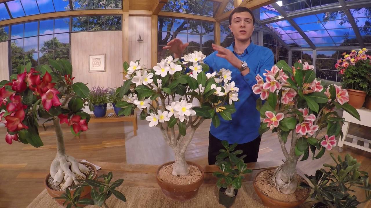 Roberta's Gardens Sabi Star Sahara Desert Gemini Rose YouTube