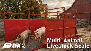 Introducing the B-TEK Multi-Animal Livestock Scale | Heavy-Duty Agricultural Weighing